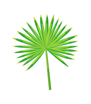 Tropical leaf isolated icon closeup vector. Fan green palm exotic plant foliage. Greenery for decoration and summer design, natural element vector