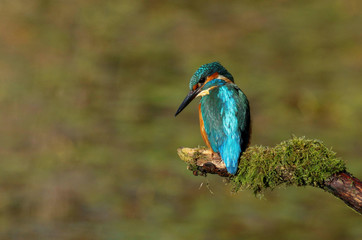 An adult male kingfisher (alcedo atthis) perched on a branch over a pond at my local nature reserve in Cardiff, Wales, UK