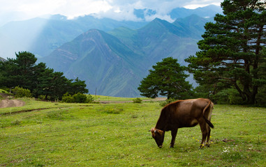Obraz premium Cow graze in the mountains on a green Alpine meadow pasture.