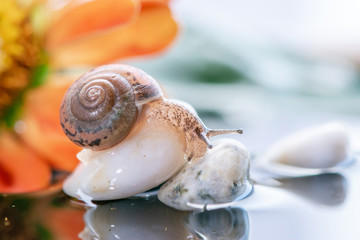 Macro beautiful forest brown snail crawling on an orange zinnia flower on the surface of the water
