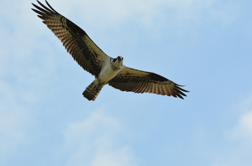 Osprey in flight
