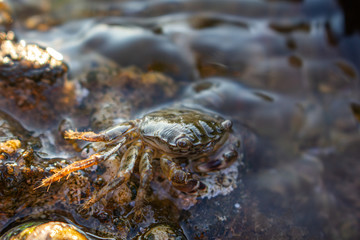 crab on a rock