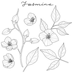 Set of jasmine flowers and leaves, vector