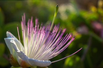 pink water lily