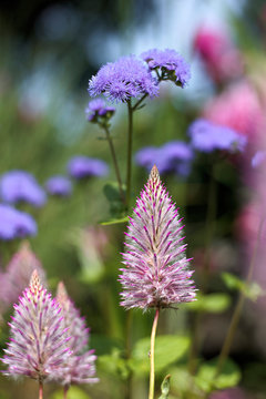 flowers in the garden