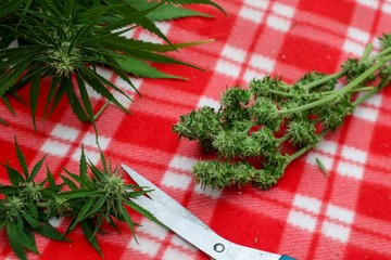 harvesting cannabis marijuana buds fresh of the plant. 