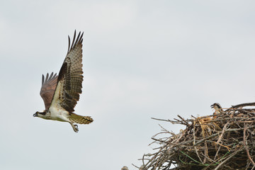 Osprey in flight