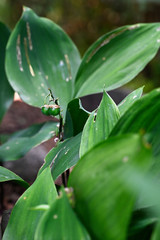 Green fruits lily of the valley and green leaves.