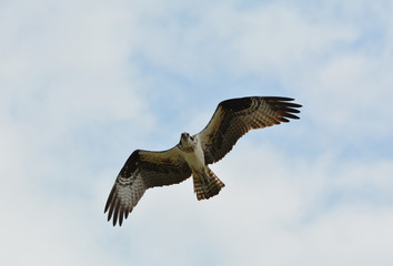 Osprey in flight