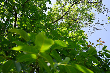 Green walnut leaves looking into the tree crown.