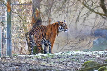 Watchful tiger surveys the surroundings.