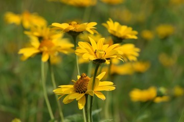 ordinary Sunhat flower
