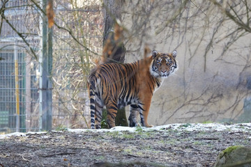 Watchful tiger surveys the surroundings.