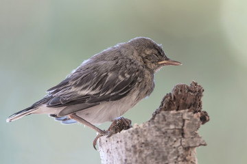 Sleeping time, portrait of white wagtail (Motacilla alba)