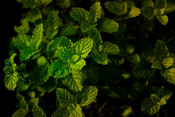 Peppermint Raw Vegetable