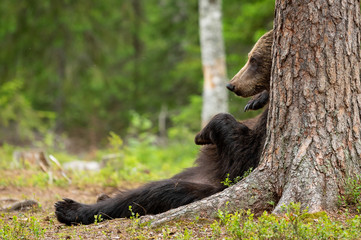 Brown Bear resting on a tree