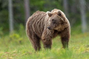Obraz na płótnie Canvas Low angle on Brown Bear
