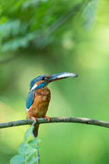 Kingfisher caught a fish with clean background
