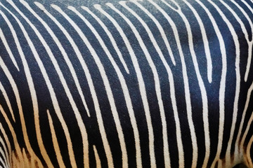 Beautiful zebra pattern as a close-up.