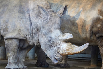 Beautiful big rhino while dozing.