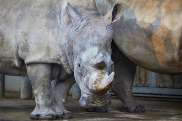 Obraz premium Beautiful big rhino while dozing.