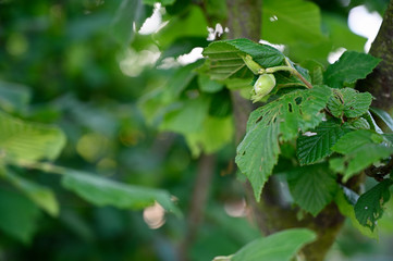 Green hazelnut peel and leaves on tree.