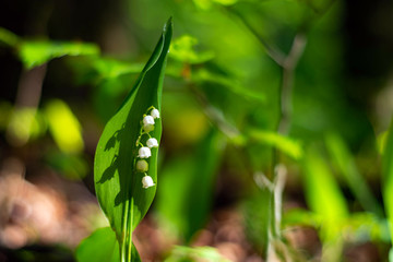 Blossoming lilies of the valley in a sunny forest.