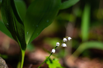 Blossoming lilies of the valley in a sunny forest.