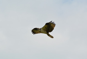 Osprey in flight
