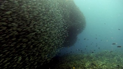 School of fish in underwater ocean of Philippine. Group fish of one species and beauty of underwater wildlife in marine life world of Philippine Sea. Relaxing video about nature, sea and ocean life.