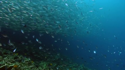 School of fish in underwater ocean of Philippine. Group fish of one species and beauty of underwater wildlife in marine life world of Philippine Sea. Relaxing video about nature, sea and ocean life.