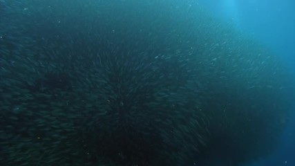School of fish in underwater ocean of Philippine. Group fish of one species and beauty of underwater wildlife in marine life world of Philippine Sea. Relaxing video about nature, sea and ocean life.
