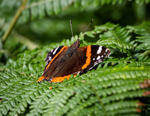 Red Admiral Butterfly