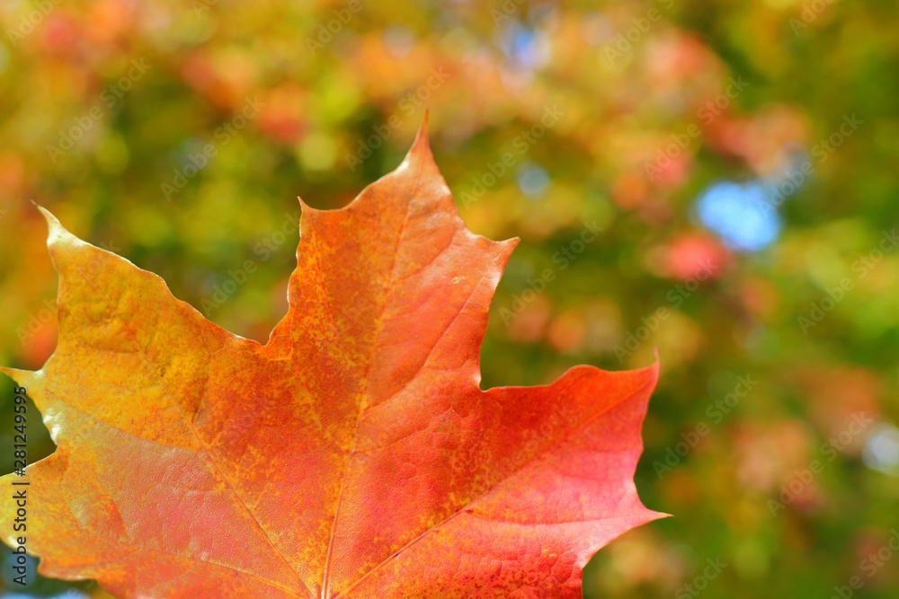 Wall mural soft focus of red maple leaf with blurred of colorful tree leaves background. nature in autumn backg