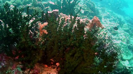 Underwater unique green tropical coral Gorgonaria on seabed in marine life of Philippine Sea. Macro relaxing video about coral reef and wildlife in undewater sea and ocean life.