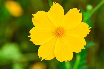 Closeup and Selective Focus  Sulfur Cosmos or Yellow Cosmos for  Background.