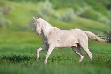 Obraz na płótnie Canvas Akhal teke horse run on green spring field