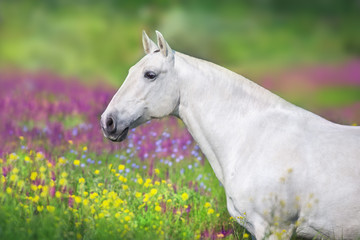 Obraz na płótnie Canvas Close up horse portrait in flowers meadow