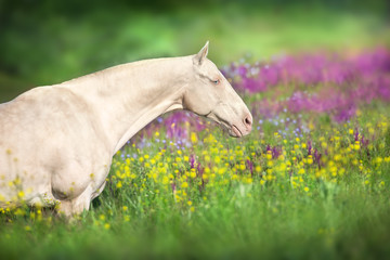 Close up cremello horse portrait in flowers meadow