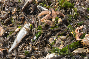 A variety of fresh shrimps, fish, starfish, the catch of the day, from a fishing boat on the Wadden Sea in the Netherlands, close to the island of Texel
