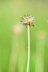 Closeup and Selective Focus Brown Grass.