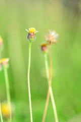 Closeup and Selective Focus Yellow Grass in the nature.