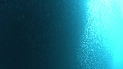 School of fish underwater in ocean. Group fish of one species in underwater marine life world of Philippine Sea.