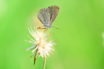 Closeup Butterflies are on the brown grass in nature.