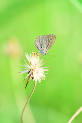 Closeup Butterflies are on the brown grass in nature.