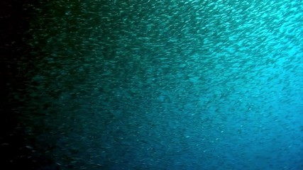 School of fish underwater in ocean. Group fish of one species in underwater marine life world of Philippine Sea.