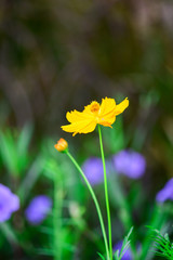 Closeup and Selective Focus  Sulfur Cosmos or Yellow Cosmos for  Background.