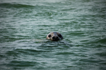 Fototapeta premium Seals saying hello