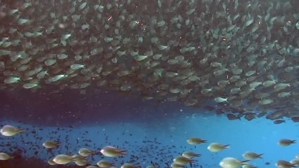 School of whites and silvery in underwater ocean of Philippine. Group fish of one species and underwater wildlife in marine life world of Philippine Sea. Relaxing video about sea and ocean life.
