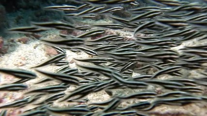 School of striped fish in underwater ocean of Philippine. Group fish of one species and beauty of underwater wildlife in marine life world of Philippine Sea. Relaxing video about sea and ocean life.